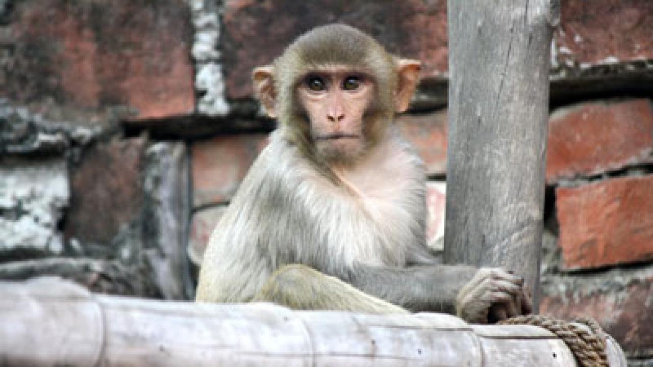 A macaque sitting on a branch